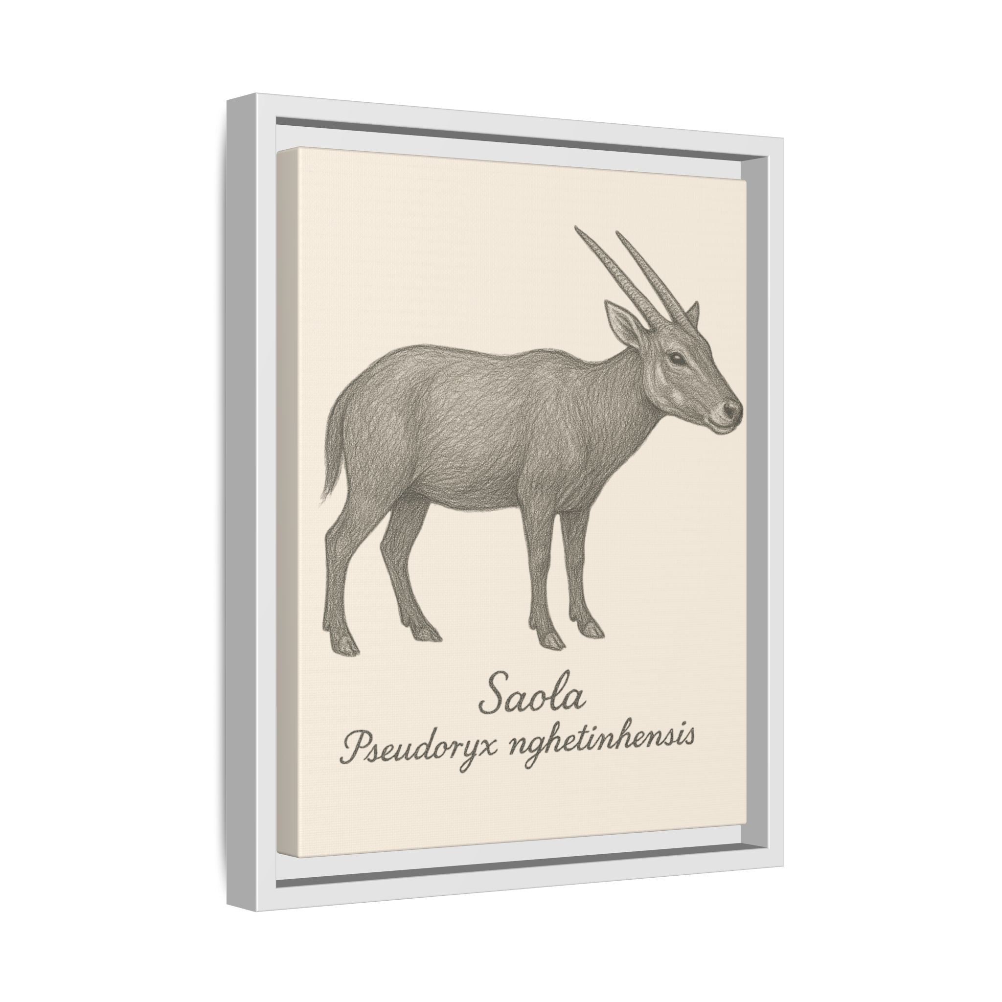 Framed artwork of a saola with scientific name on a beige background