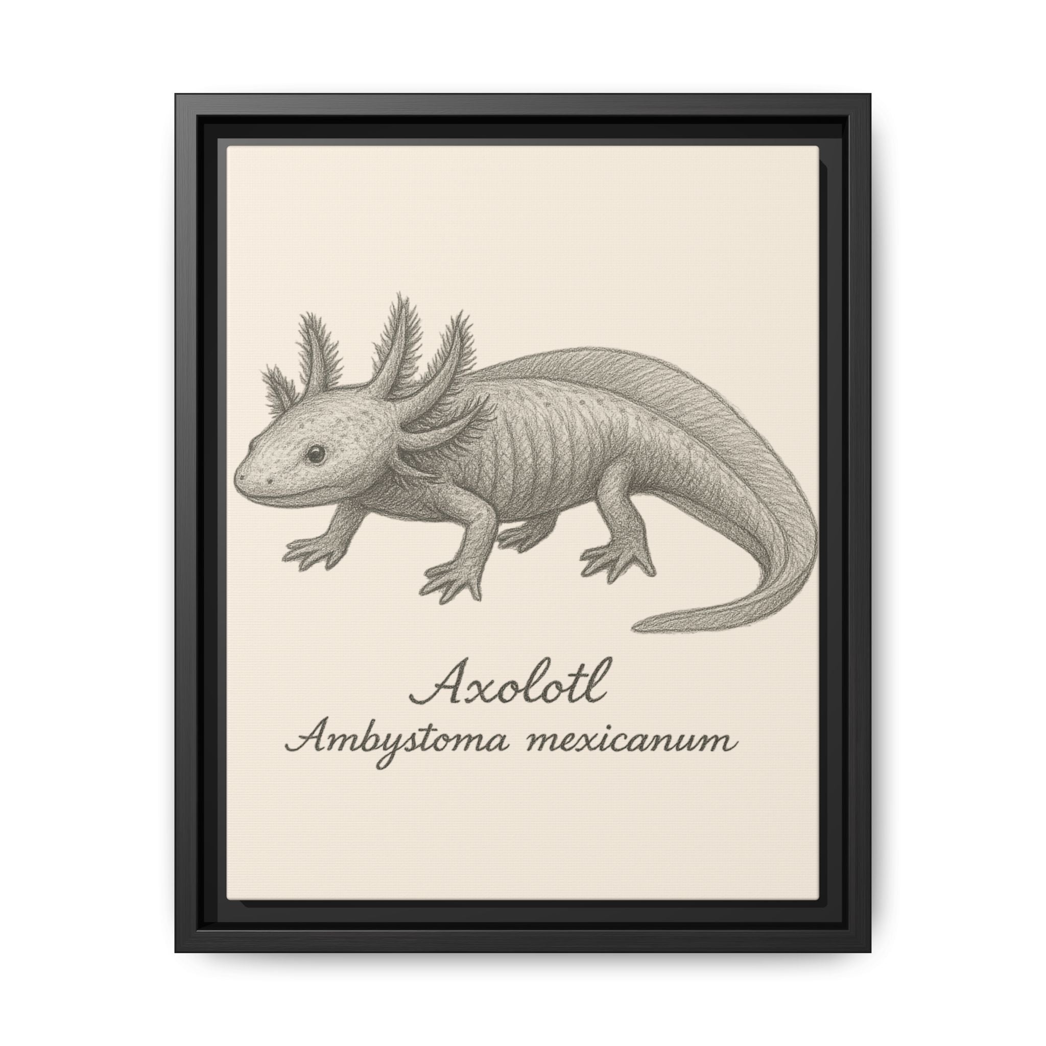 Framed artwork of an axolotl with scientific name on a beige background