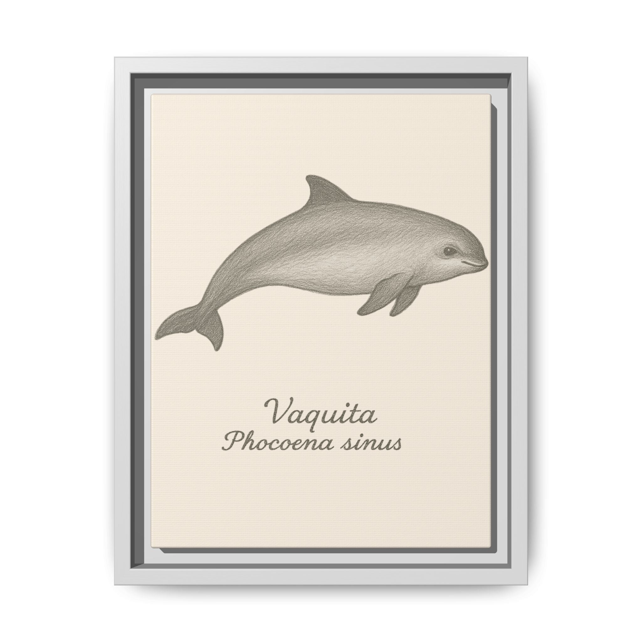 Framed artwork of a vaquita with scientific name on a beige background