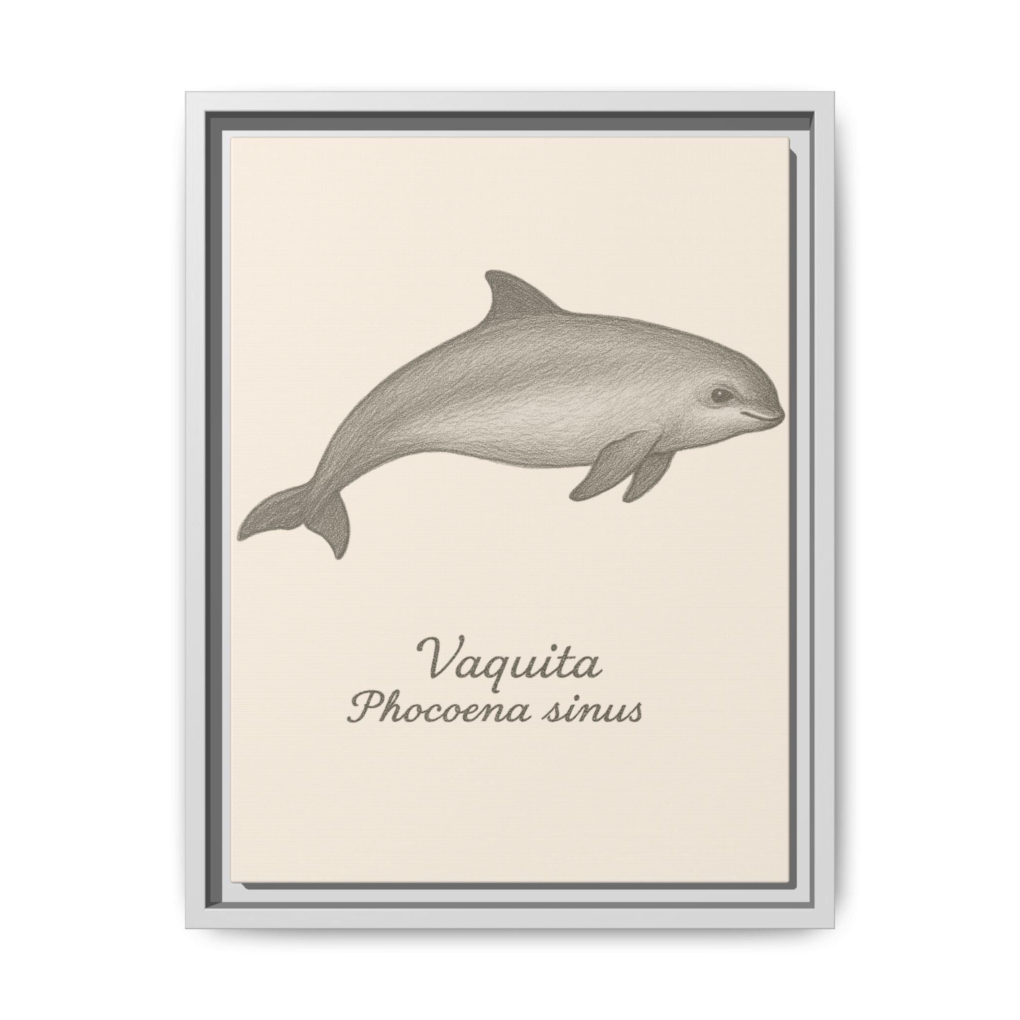 Framed artwork of a vaquita with scientific name on a beige background