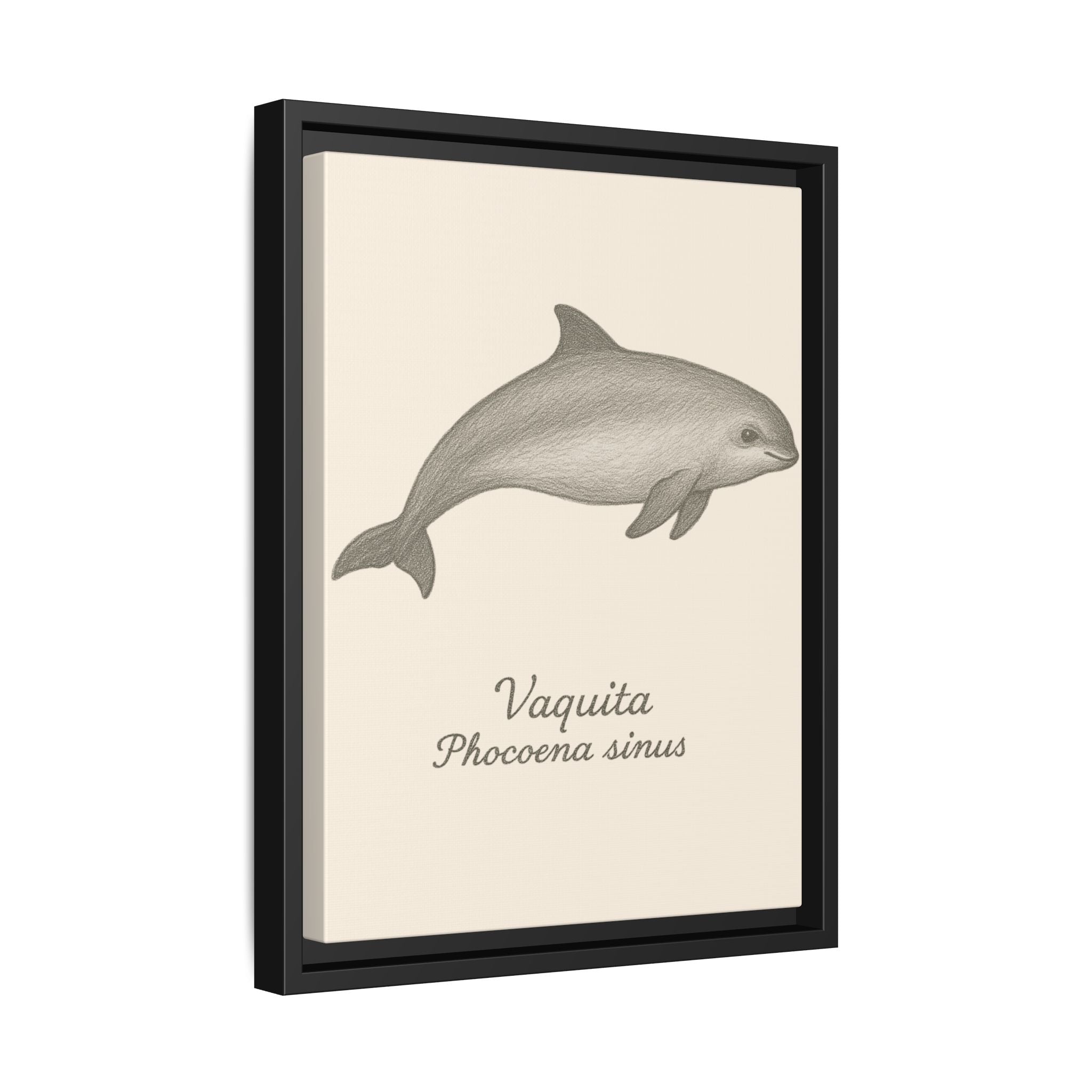 Framed artwork of a vaquita with scientific name on a beige background