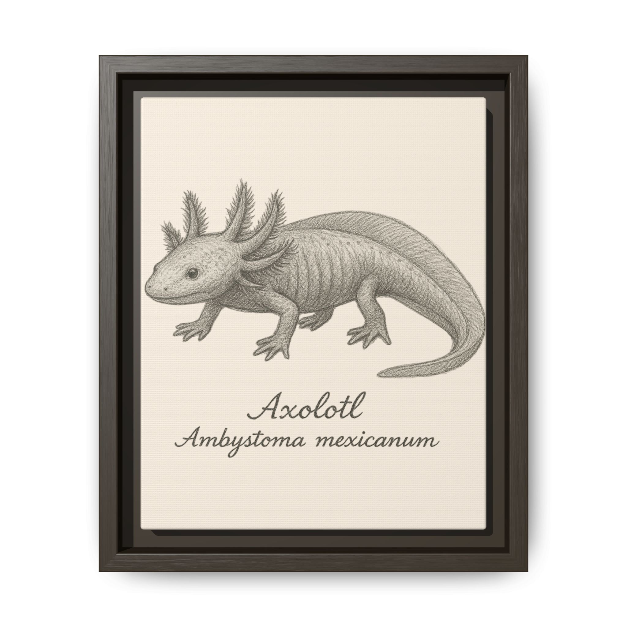 Framed artwork of an axolotl with scientific name on a beige background