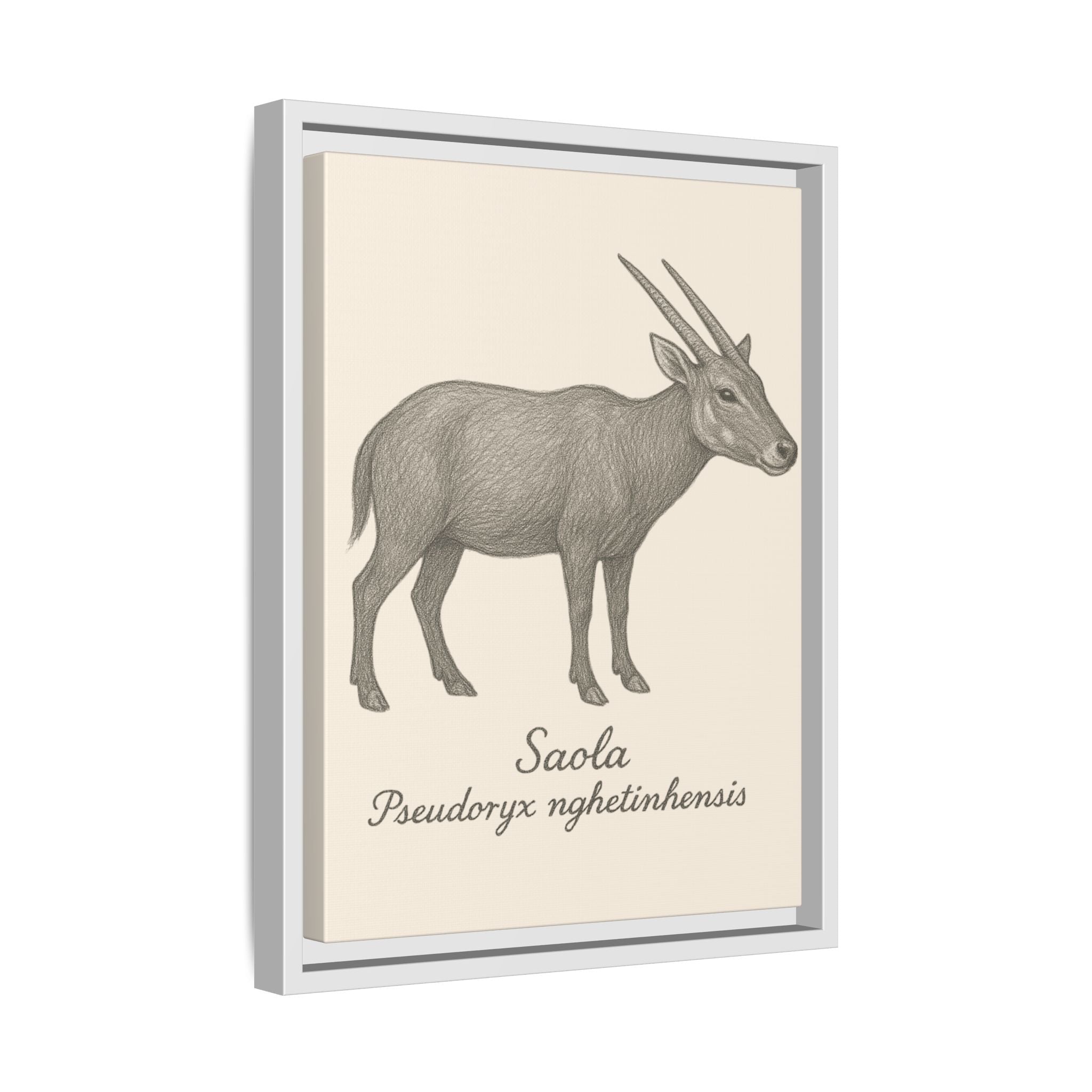 Framed artwork of a Saola with scientific name on a beige background