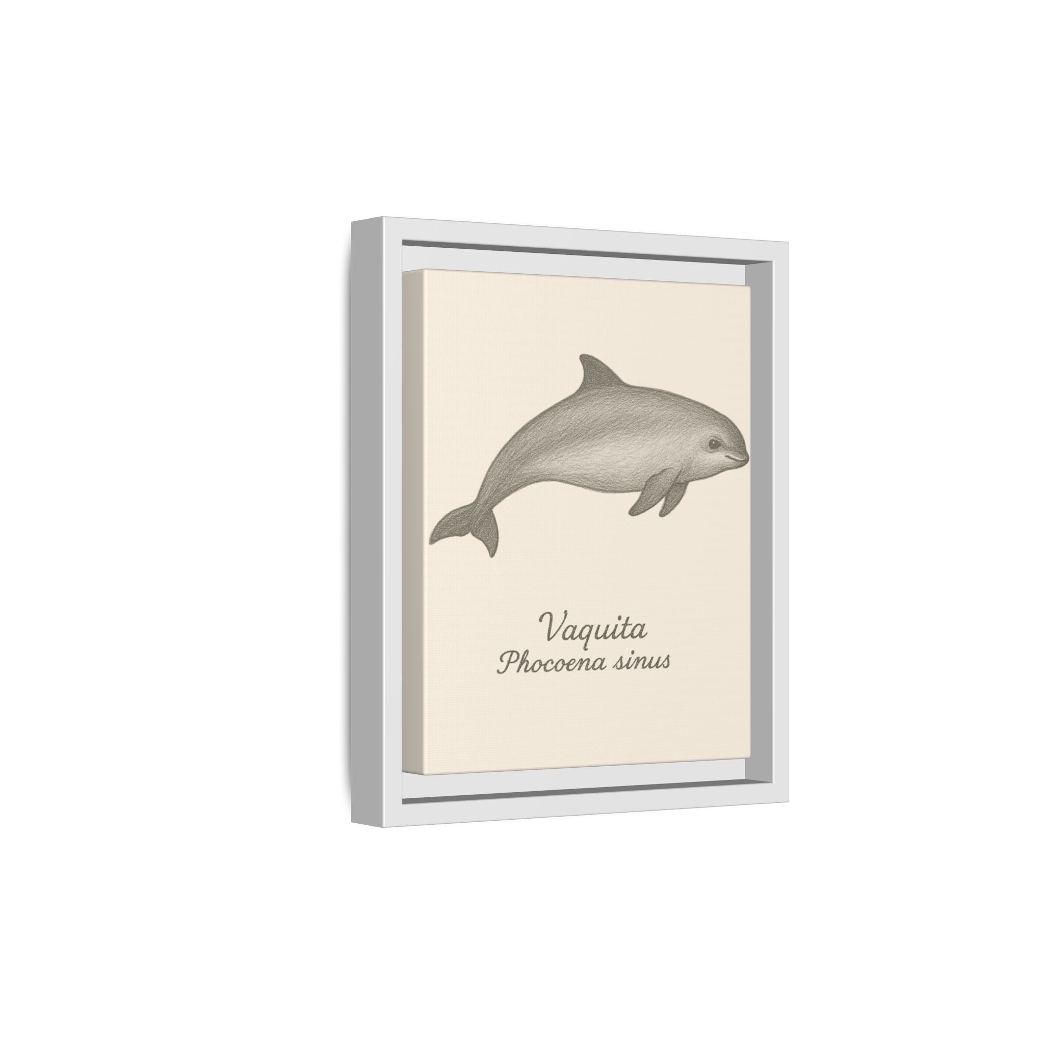 Framed artwork of a vaquita with scientific name on a beige background