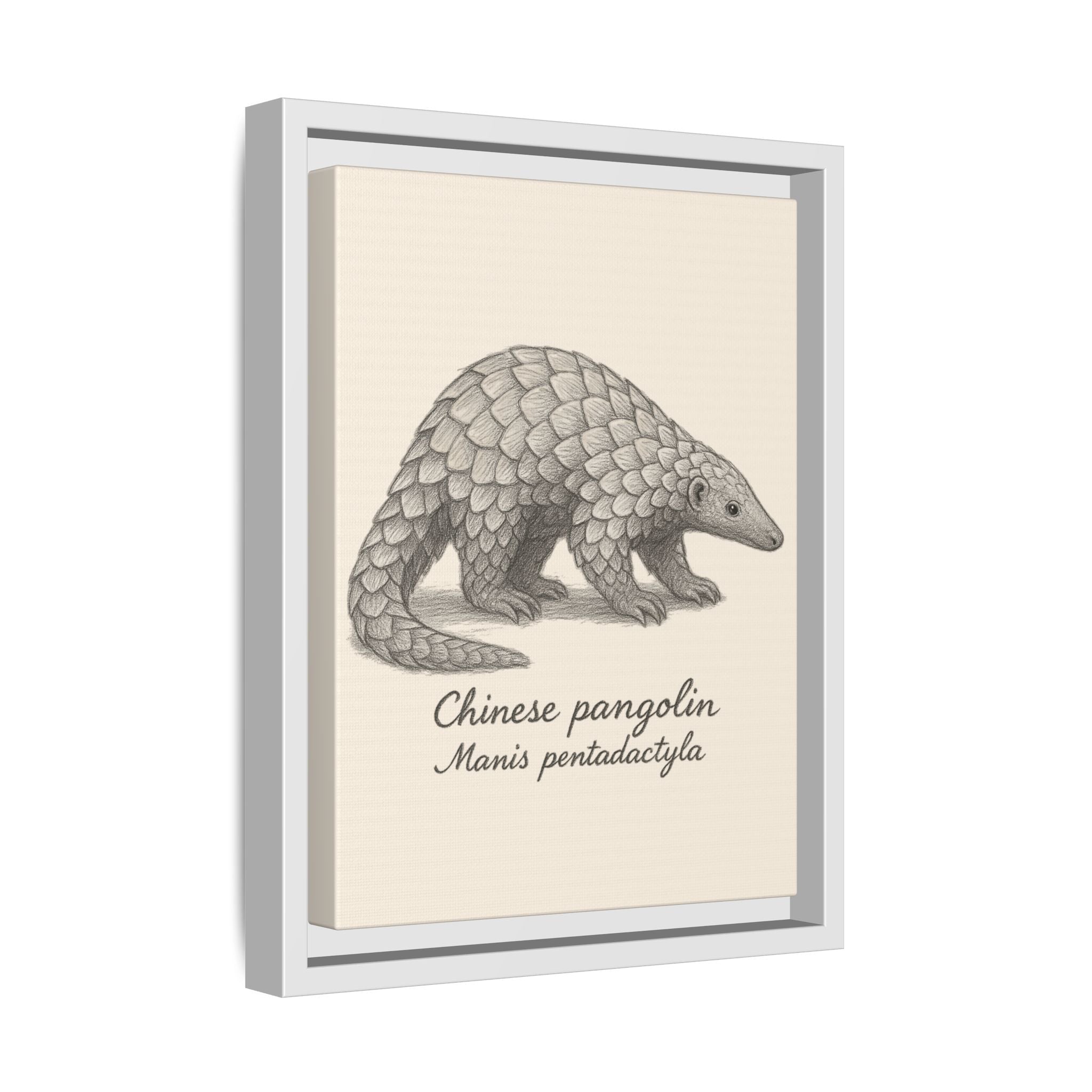 Framed artwork of a Chinese pangolin with scientific name on a beige background