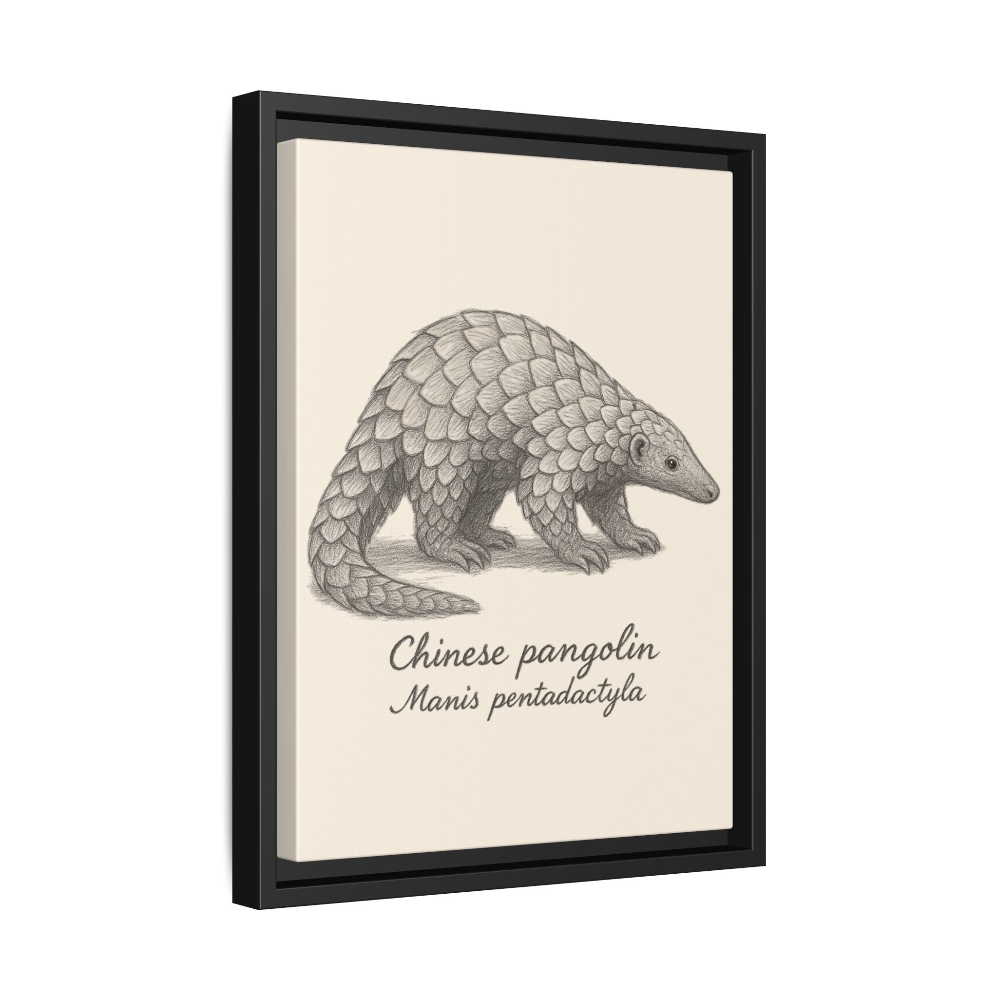 Framed artwork of a Chinese pangolin with scientific name on a beige background