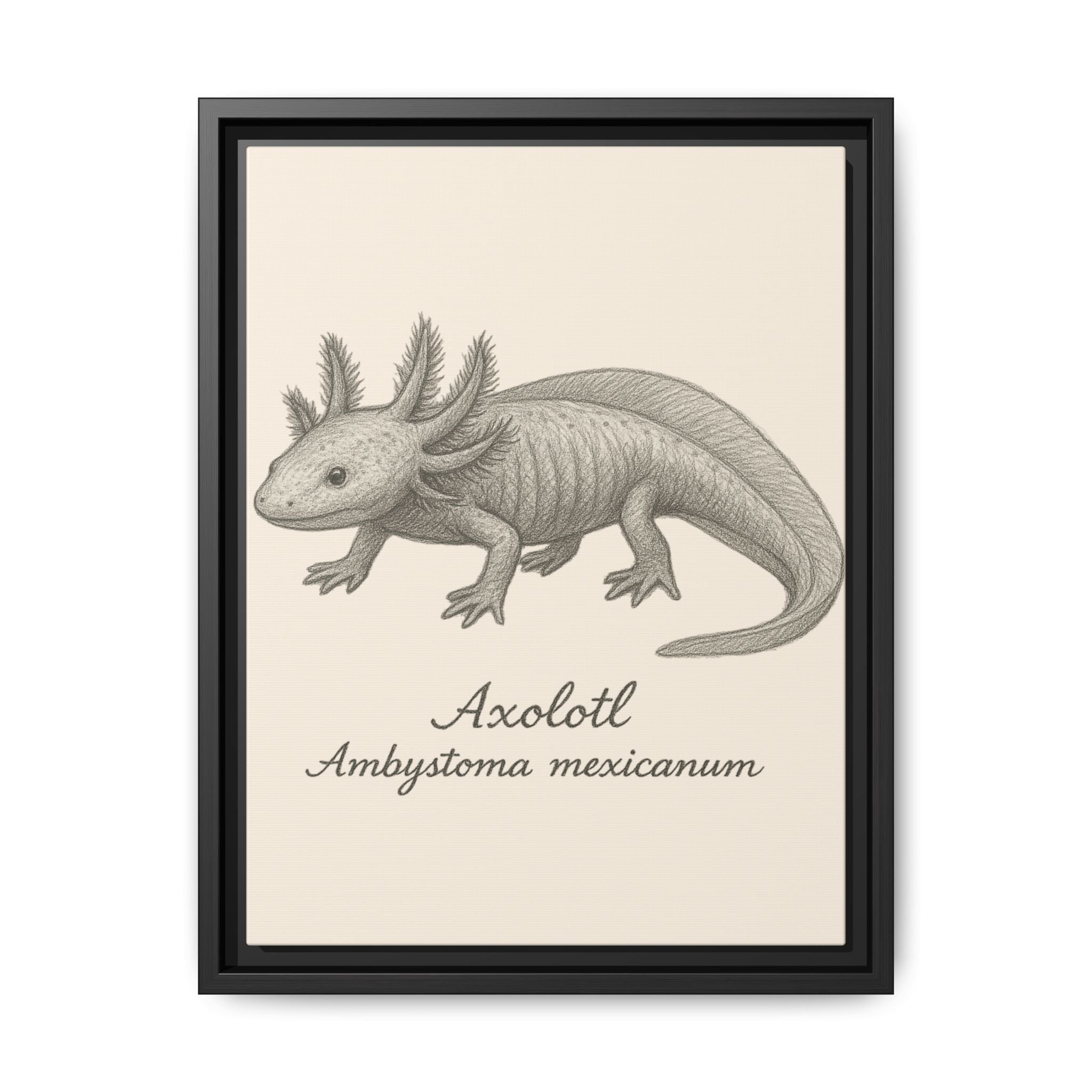 Framed artwork of an axolotl with scientific name on a beige background
