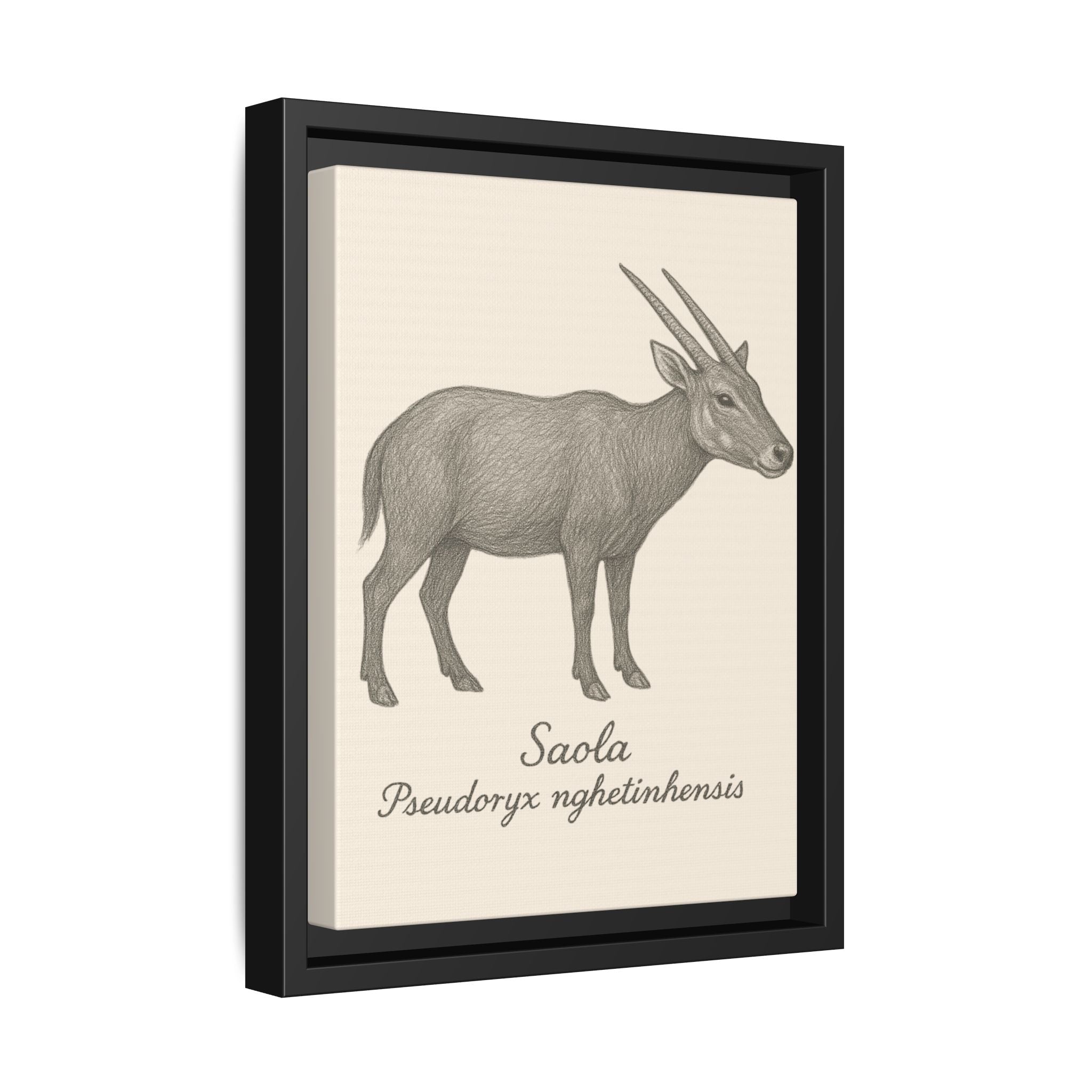 Framed artwork of a Saola with scientific name on a beige background