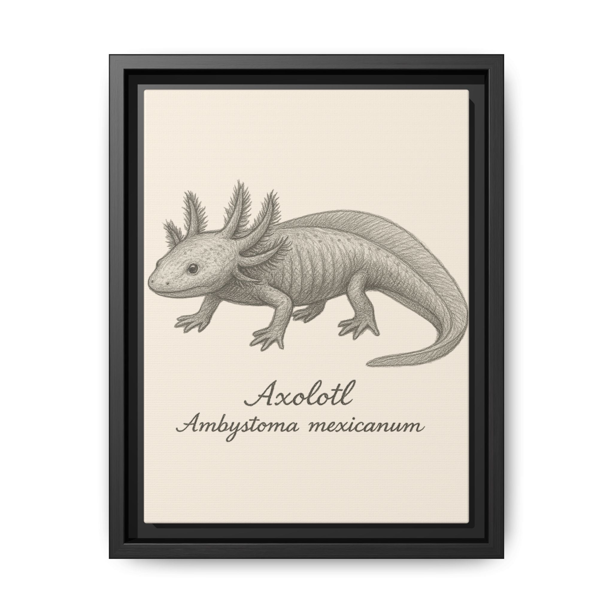 Framed artwork of an axolotl with scientific name on a beige background