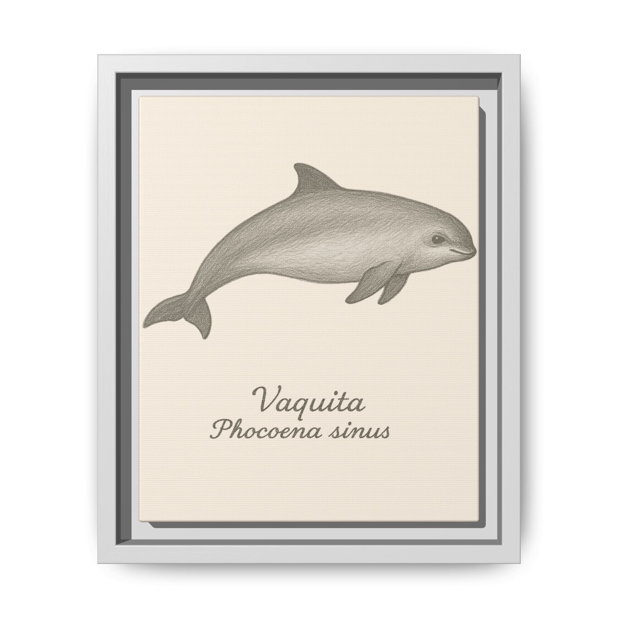 Framed artwork of a vaquita with scientific name on a beige background