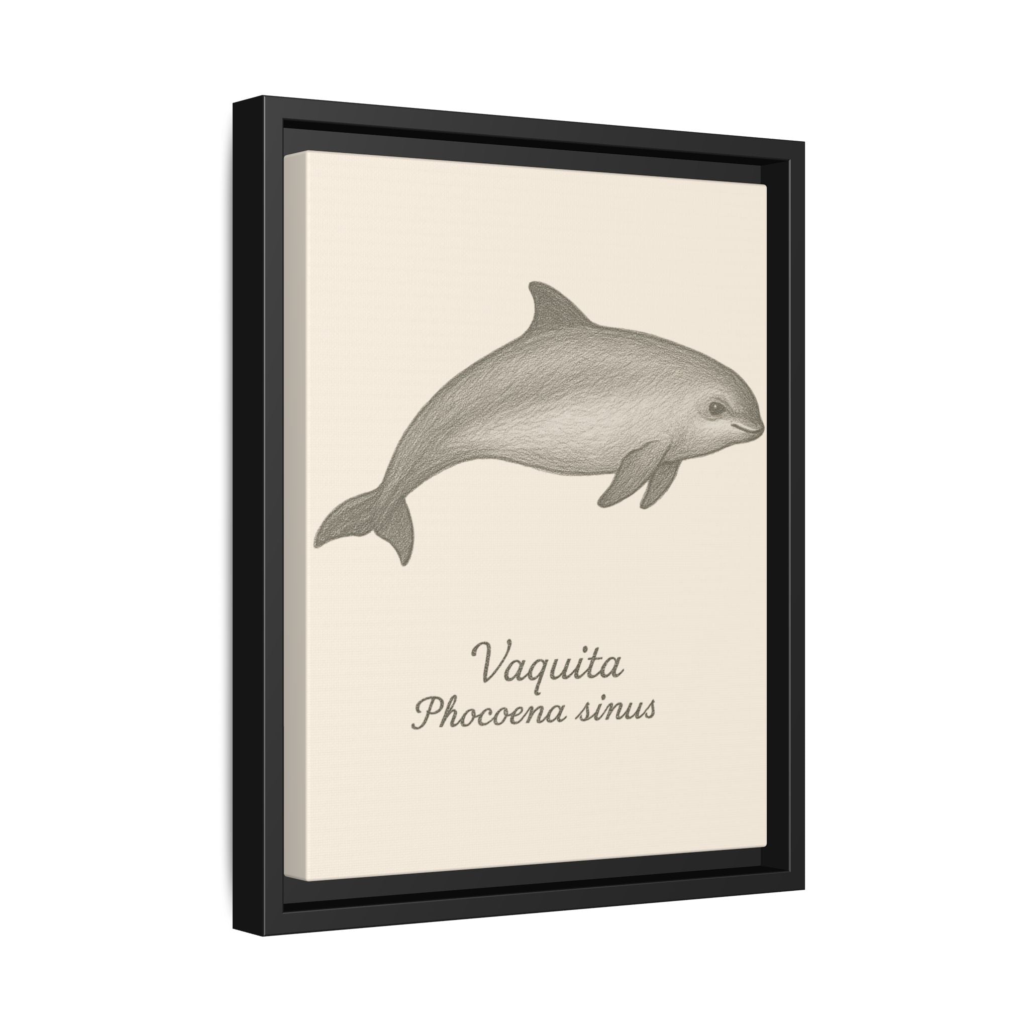 Framed artwork of a vaquita with scientific name on a beige background