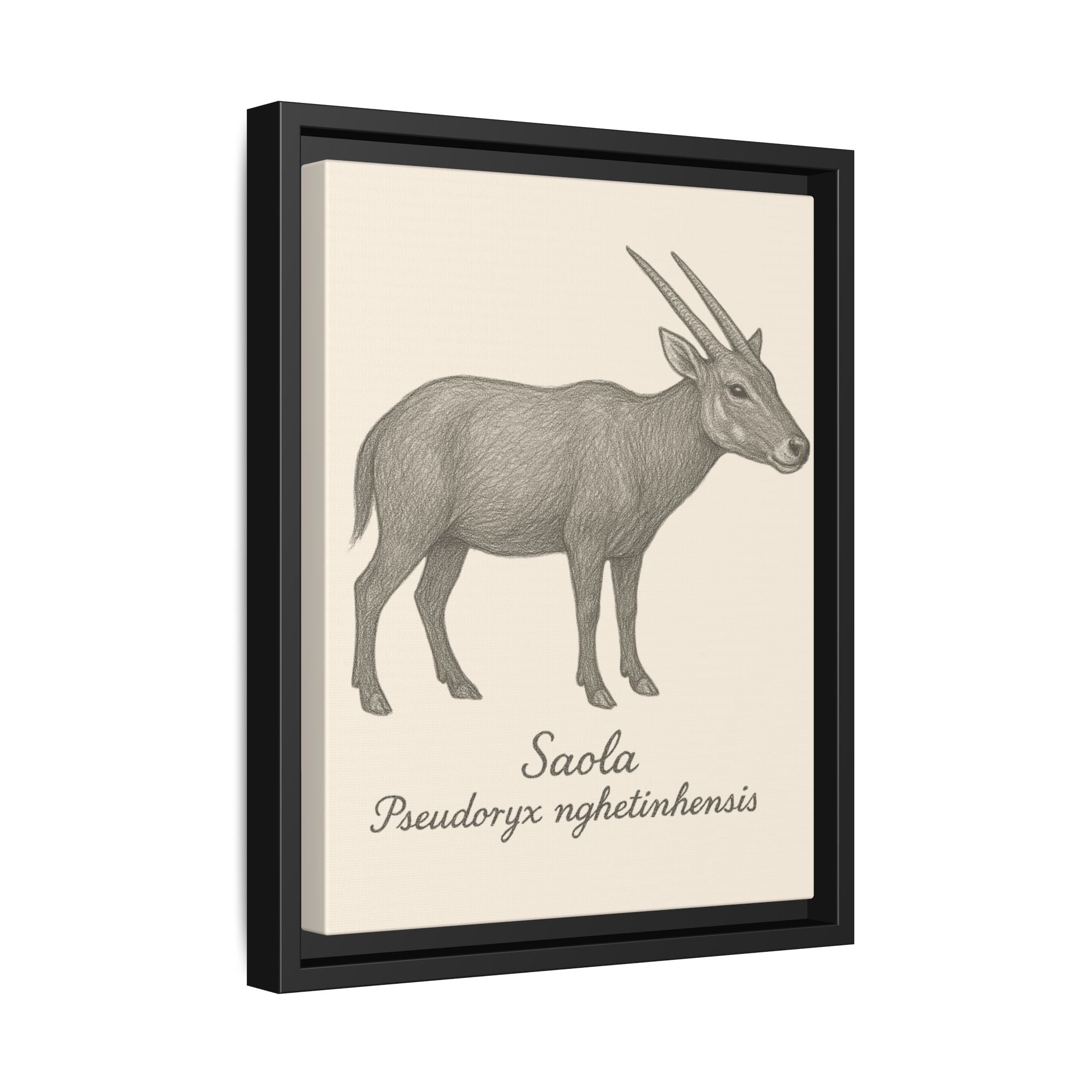 Framed artwork of a saola with scientific name on a beige background