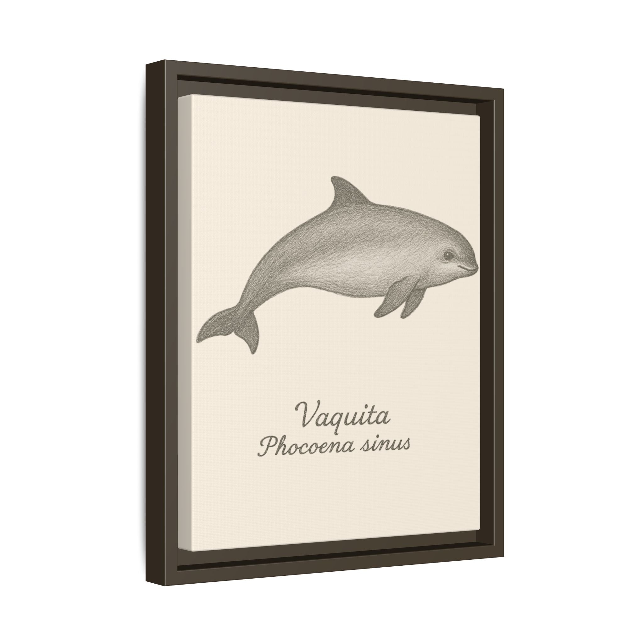 Framed artwork of a vaquita with its scientific name on a beige background