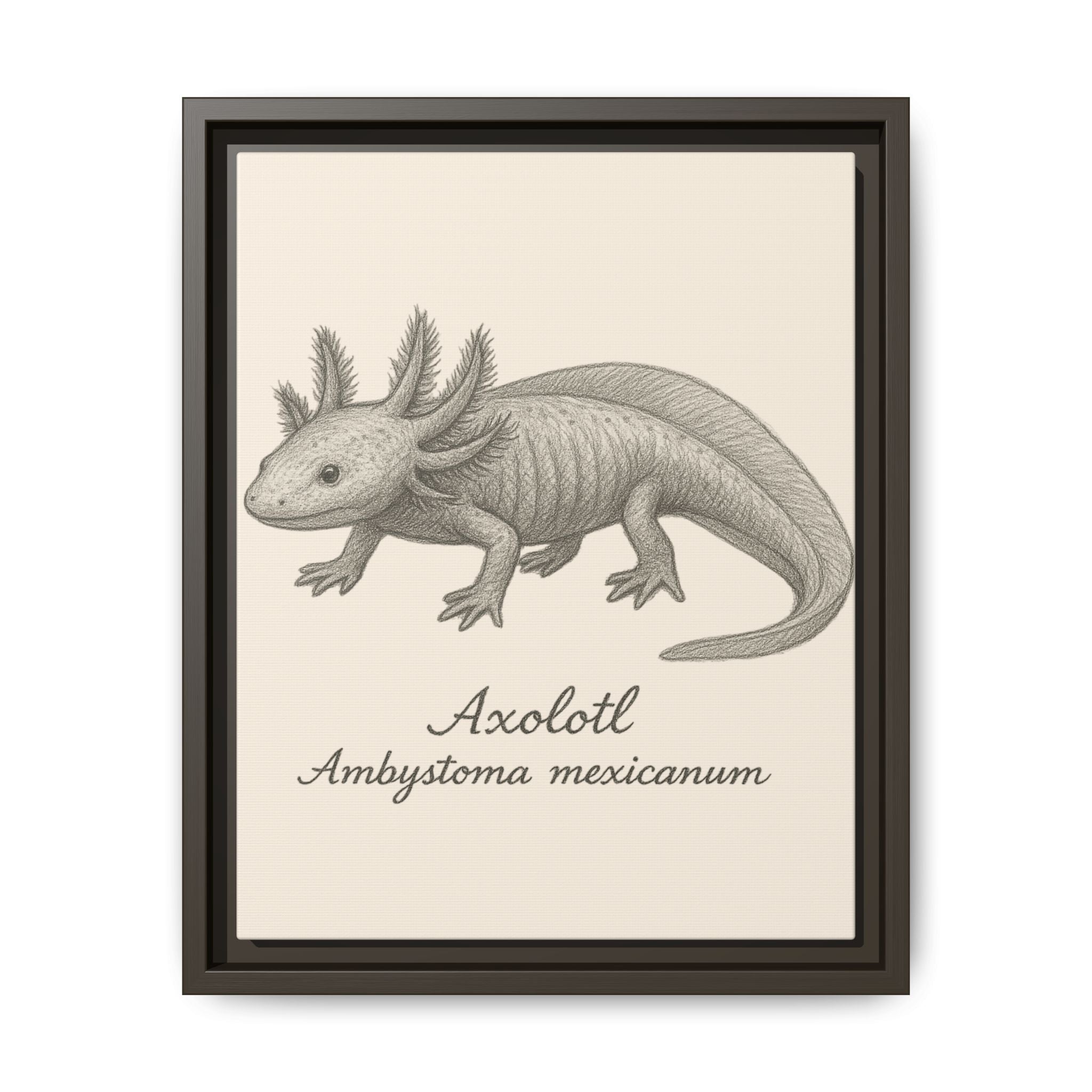 Framed artwork of an axolotl with scientific name on a beige background