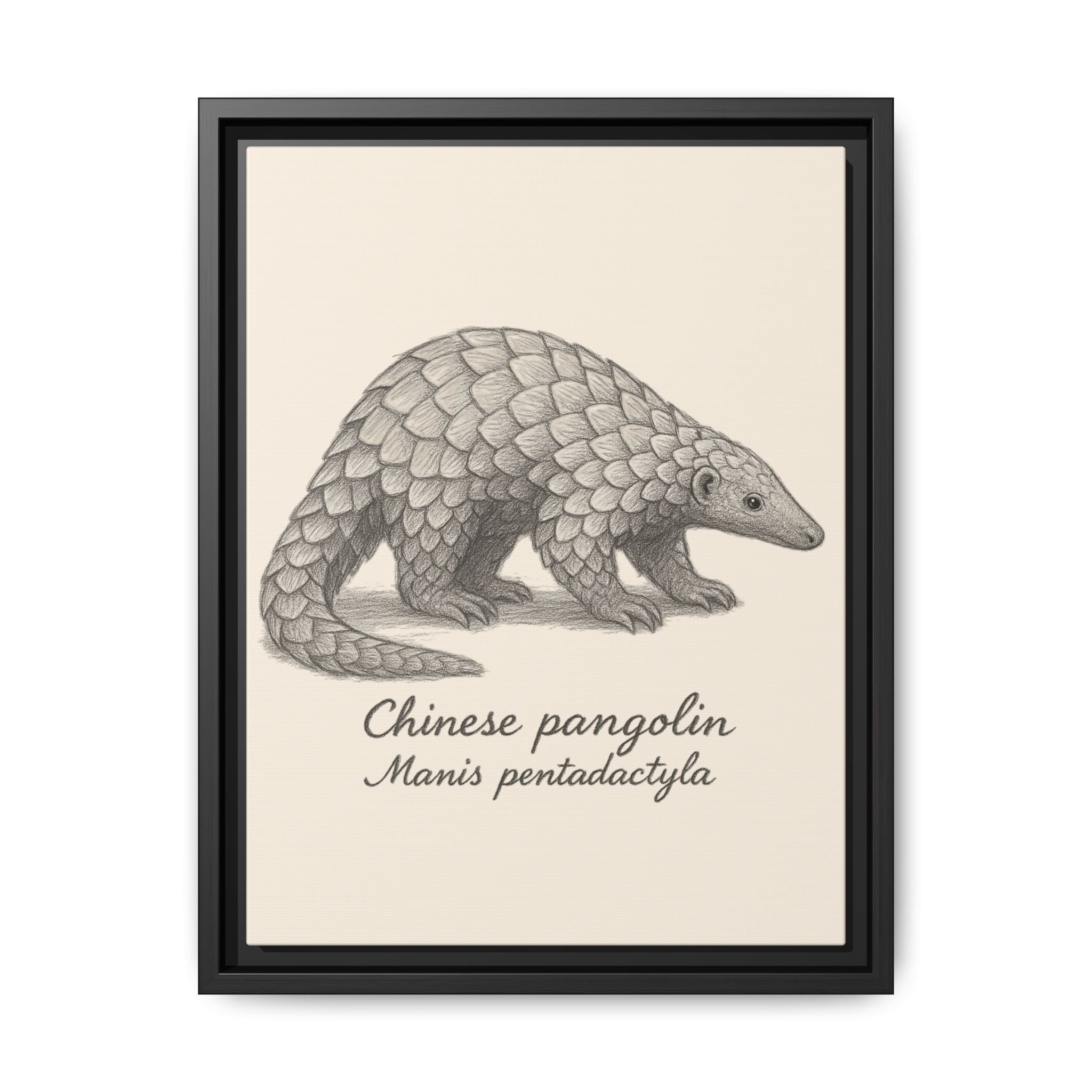 Framed artwork of a Chinese pangolin with scientific name on a beige background