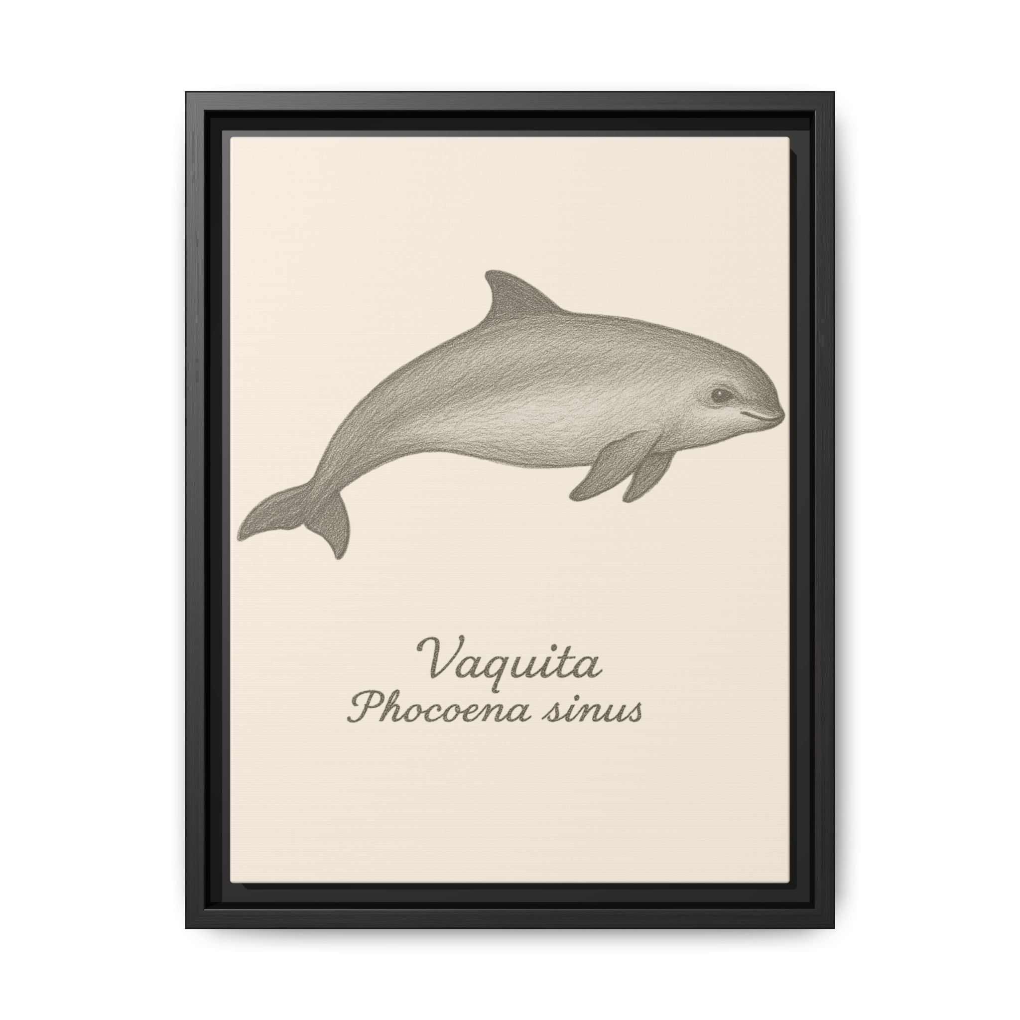 Framed artwork of a vaquita with scientific name on a beige background