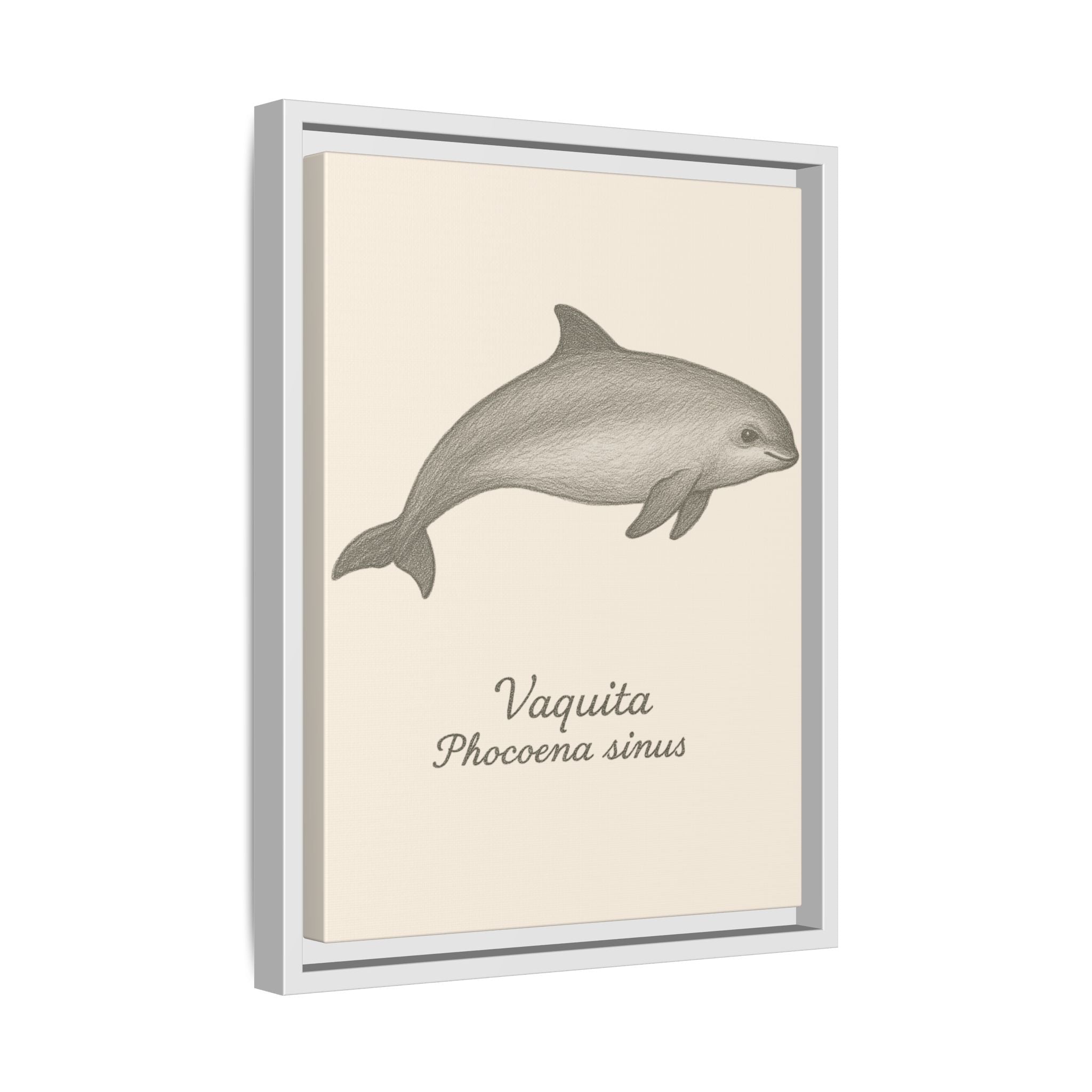 Framed artwork of a Vaquita with its scientific name on a beige background