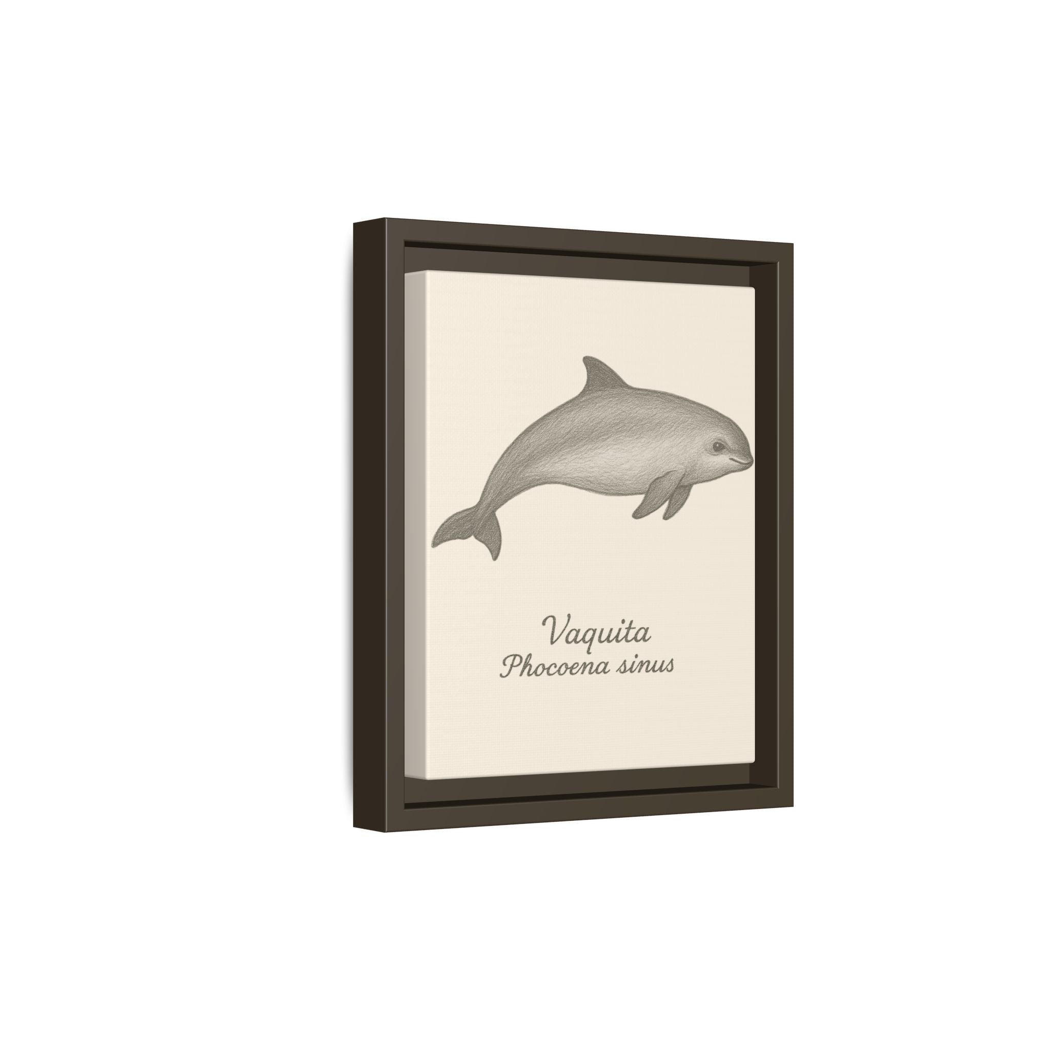 Framed artwork of a vaquita with scientific name on a white background